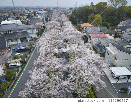 埼玉縣川越市新河小江戶川越櫻花名勝（無人機空拍） 113290217