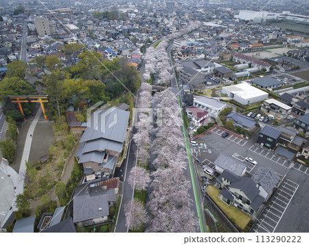 Famous cherry blossom viewing spot in Koedo Kawagoe, Shingashi River and Hikawa Shrine, Kawagoe City, Saitama Prefecture (aerial photography by drone) 113290222
