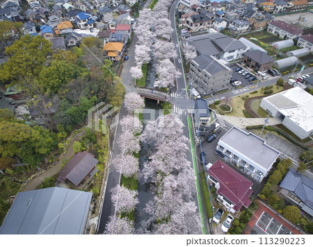 The famous cherry blossom viewing spot of Koedo Kawagoe, the Shingashi River and Hikawa Bridge, Kawagoe City, Saitama Prefecture (aerial photography by drone) 113290223