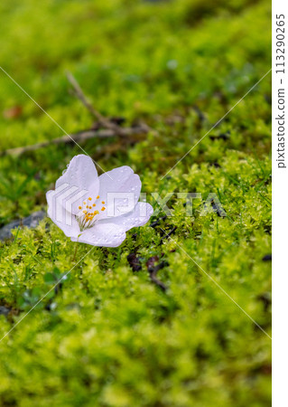 Green carpet and cherry blossoms Green carpet and cherry blossoms 113290265