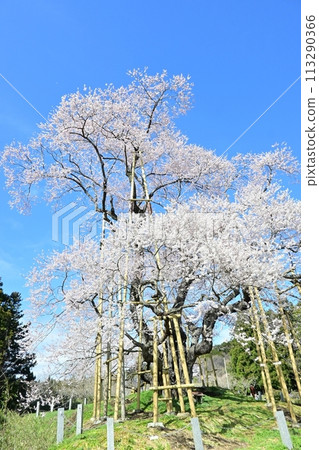 Cherry blossoms in Tozumi Cherry blossoms in Tozumi 113290366