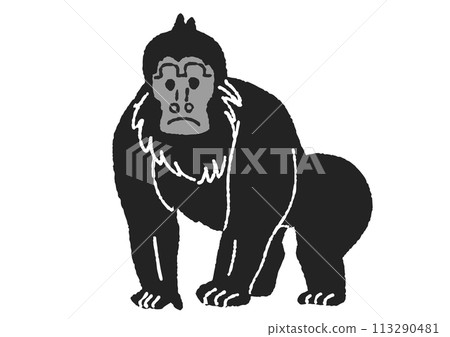 Gorilla illustration Gorilla illustration 113290481