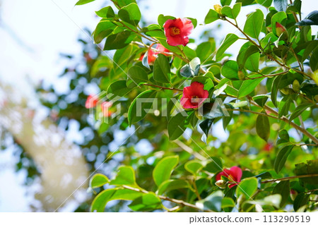 京都京人峽的大山茶樹 京都京人峽的大山茶樹 113290519