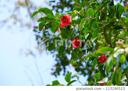 京都京人峽的大山茶樹 京都京人峽的大山茶樹 113290523