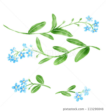 Watercolor forget-me-not decoration material Watercolor forget-me-not decoration material 113290848