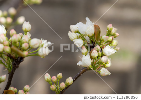 Japanese pear blossoms on tree in orchard. 113290856