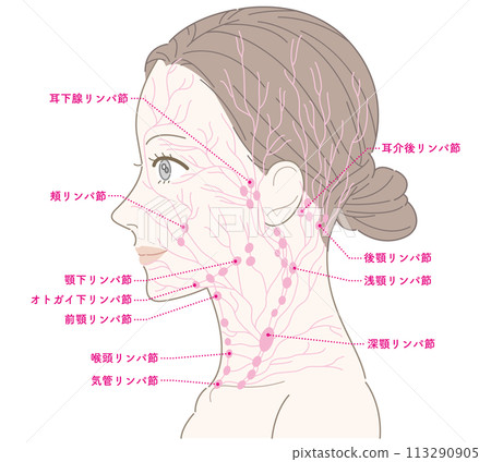 Woman profile neck lymph nodes (pink) with names 113290905