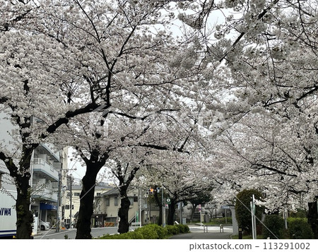 隅田川沿岸的櫻花風景 113291002