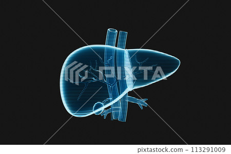Liver organ with holographic image effect, 3d rendering. Liver organ with holographic image effect, 3d rendering. 113291009