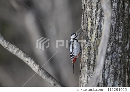 Great spotted woodpecker drinking tree sap Great spotted woodpecker drinking tree sap 113291023