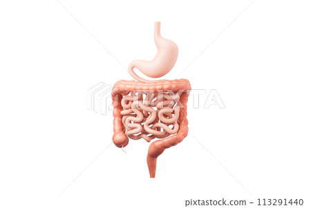 Stomach and intestinal tract, 3d rendering. 113291440