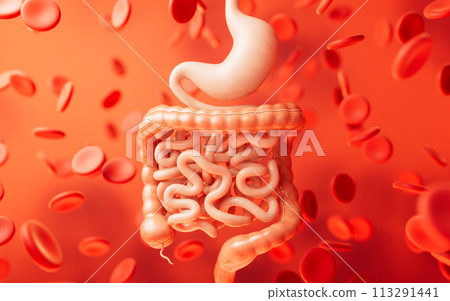 Stomach and intestinal tract, 3d rendering. 113291441