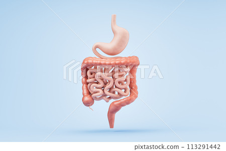 Stomach and intestinal tract, 3d rendering. 113291442