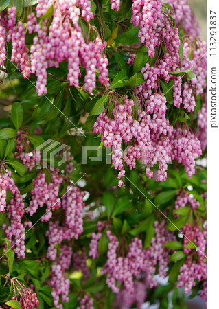 Early spring flowers: large clusters of Asarum spp. 113291837