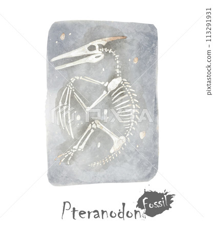 Fossil of Ptranodon dinosaur in rock . Watercolor paint design . Vector . 113291931