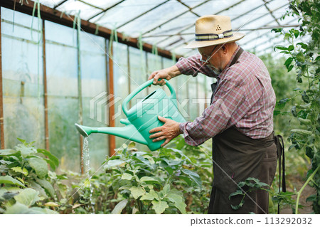 Seniour farmer with straw hat standing in greenhouse with watering can. Senior farmer watering plants. Man wearing red plaid t-shirt and eyeglasses. Seniour farmer with straw hat standing in greenhouse with watering can. Senior farmer watering plants. Man wearing red plaid t-shirt and eyeglasses. 113292032