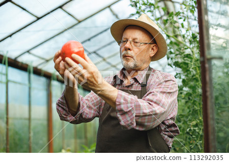 Seniour farmer with straw hat standing in greenhouse. Senior farmer harvesting tomatoes. Man wearing red plaid t-shirt and eyeglasses. 113292035
