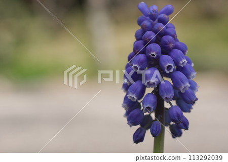 早春花園裡盛開的紫色穆斯卡里花 早春花園裡盛開的紫色穆斯卡里花 113292039