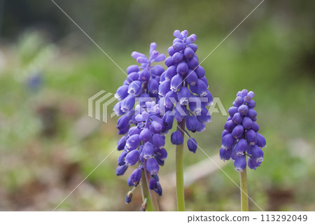 早春花園裡盛開的紫色穆斯卡里花 113292049