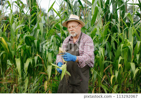 Farmer with straw hat holding corncob in hands standing in field suring harvest in late summer time. Senior farmer harvesting corn. Man wearing red plaid t-shirt and eyeglasses. Farmer with straw hat holding corncob in hands standing in field suring harvest in late summer time. Senior farmer harvesting corn. Man wearing red plaid t-shirt and eyeglasses. 113292067