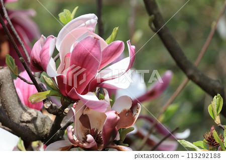 Blooming purple-red magnolia flower Blooming purple-red magnolia flower 113292188