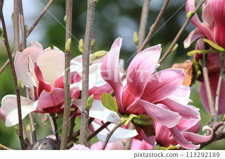 Blooming purple-red magnolia flower Blooming purple-red magnolia flower 113292189