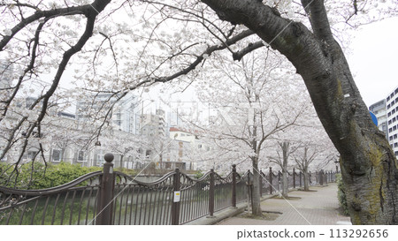 河邊盛開的櫻花(神奈川縣橫濱市大岡川) 河邊盛開的櫻花(神奈川縣橫濱市大岡川) 113292656