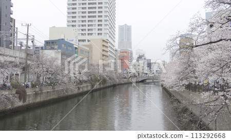 河邊盛開的櫻花(神奈川縣橫濱市大岡川) 河邊盛開的櫻花(神奈川縣橫濱市大岡川) 113292668