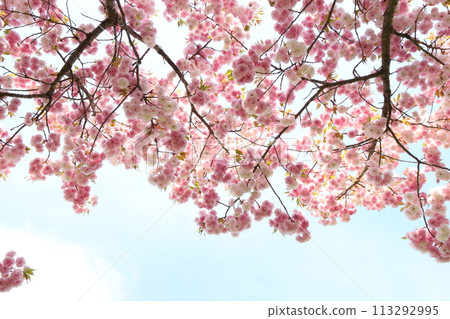 Double-flowered cherry blossoms in full bloom (flower hat) [Sky background] 113292995