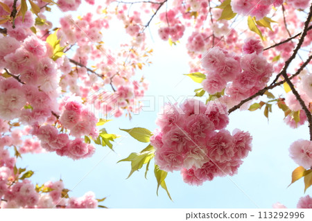 Double-flowered cherry blossoms in full bloom (flower hat) [Sky background] 113292996