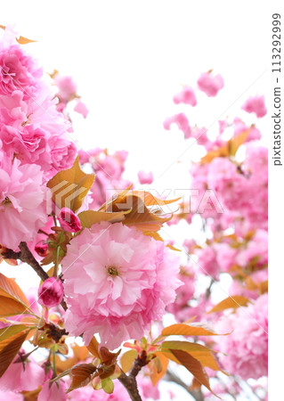 盛開的重瓣櫻花（關山）特寫[白色背景][天空背景] 113292999