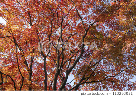 Autumn scenery of tea garden with red leaves 113293051