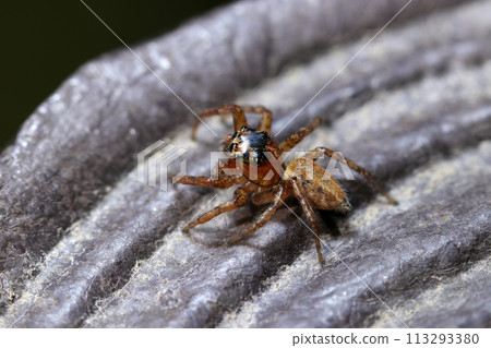 Profile of a Denitz jumping spider (natural light + strobe, macro close-up) 113293380