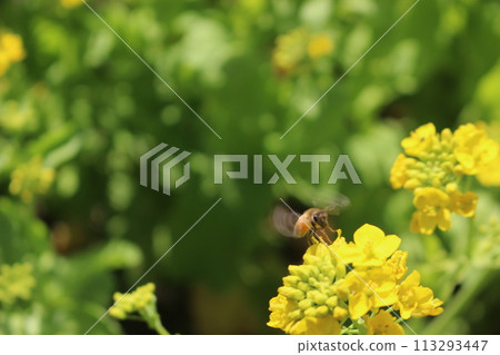 Bee honey sucking honey from rape blossoms 113293447