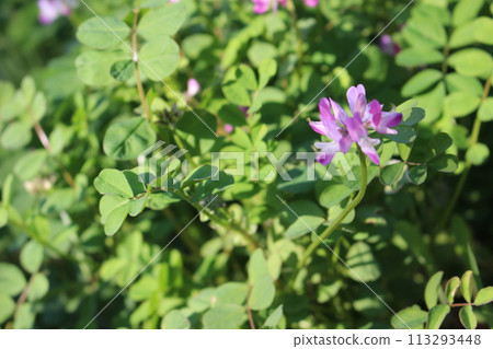 Renge flowers starting to bloom 113293448