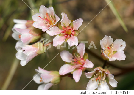Beautiful pale pink gradation of the flowers of Saxifrage (natural light + strobe, macro close-up) 113293514