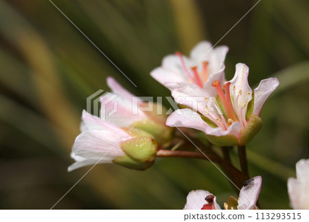 Beautiful pale pink gradation of the flowers of Saxifrage (natural light + strobe, macro close-up) 113293515