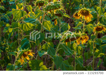 Lavender field in the Provence 113293700