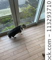 A cat watching the outside from the window 113293710