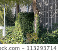 Green residential area 113293714