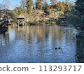 A duck in a pond 113293717