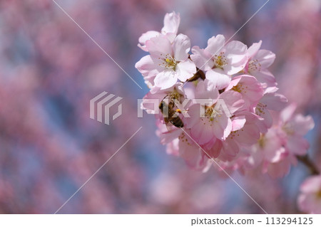 Cherry blossoms and bees collecting pollen Cherry blossoms and bees collecting pollen 113294125