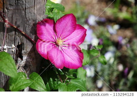 Clematis Clematis 113294128