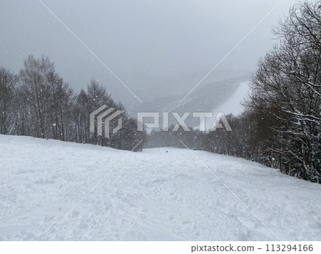 [滑雪/滑雪板] 新雪的鬆質雪道（群馬縣尾瀨岩倉滑雪場白色世界） 113294166
