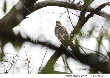 Thrush eating on a tree branch Thrush eating on a tree branch 113294285
