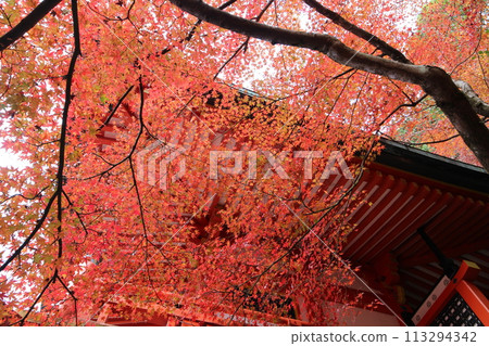 Kyoto Daigoji Temple Benten-do and Autumn Leaves 113294342