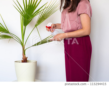 Woman hand wiping dust off green leaves of Washingtonia filifera 113294415