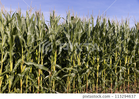 green corn with large ears before ripening green corn with large ears before ripening 113294637