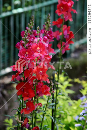 金魚草 金魚草 113294841