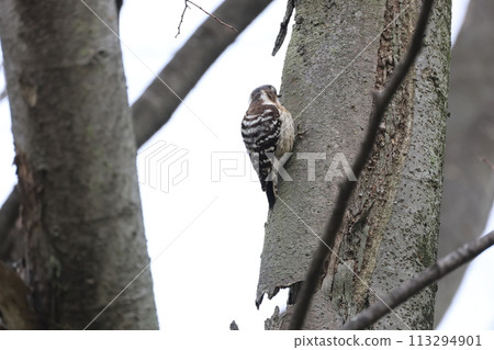 A black woodpecker perched on a tree A black woodpecker perched on a tree 113294901